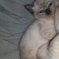 Cuccioli siamesi thai