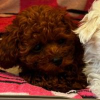 Barboncino maschio,linea puro asiatico, dark red