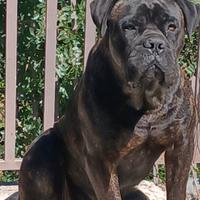 Cane corso stallone