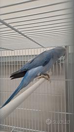 Parrocchetto dal collare