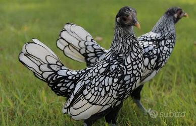 Galline sebrait argento