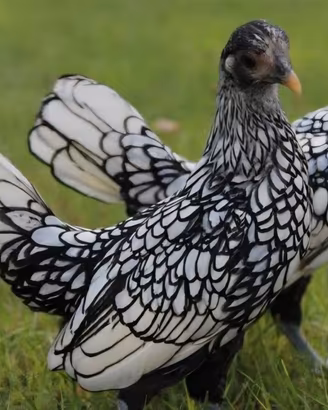 Galline sebrait argento