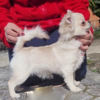 Chihuahua cucciolo con pedigree