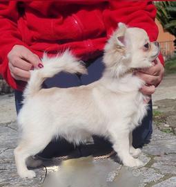 Chihuahua cucciolo con pedigree