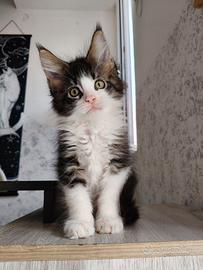 Cucciolo Maine Coon
