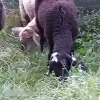 Pecore incroci lacauna con Romanov