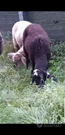 Pecore incroci lacauna con Romanov