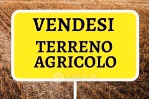 Terreno agricolo c/o la Fenice