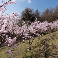 Terreno agricolo con frutteto