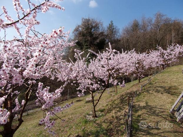 Terreno agricolo con frutteto