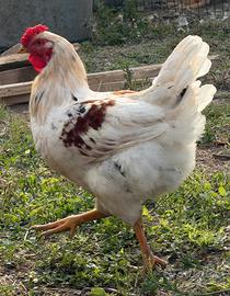 Gallo di 7 Mesi