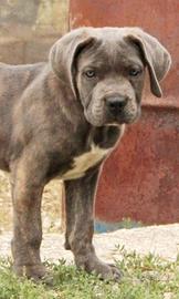 Cane corso cuccioli TOP