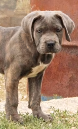 Cane corso cuccioli TOP