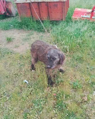 Segugi
