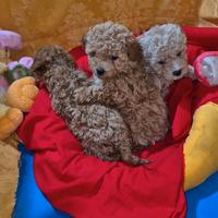 Barboncini toy