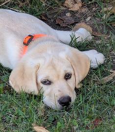 Cucciole Labrador gialle