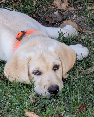 Cucciole Labrador gialle