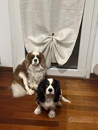 Coppia cavalier king