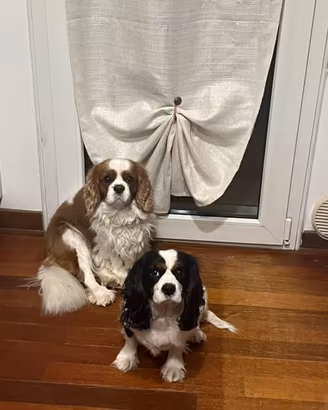 Coppia cavalier king