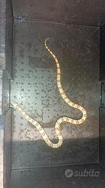 Serpente del grano