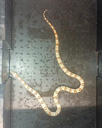 Serpente del grano