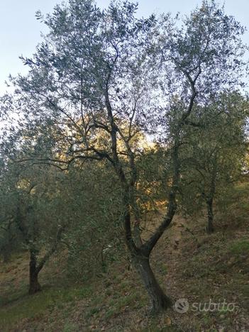 Terreno agricolo con uliveta