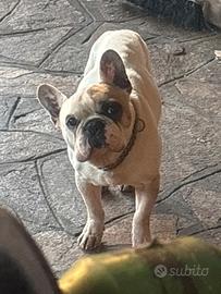 Bulldog francese