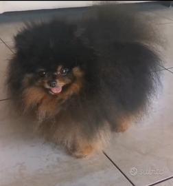 Volpino di Pomerania (solo monta)