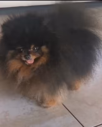 Volpino di Pomerania (solo monta)