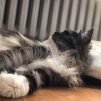 Maine coon REHOMING