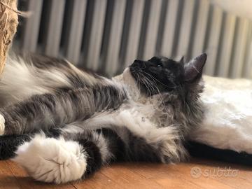 Maine coon REHOMING