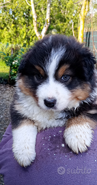 Cucciolo di Australian Shepherd