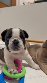 Bulldog francese