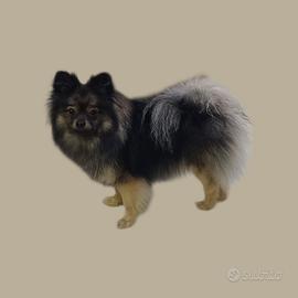 Cani spizz pomeriana