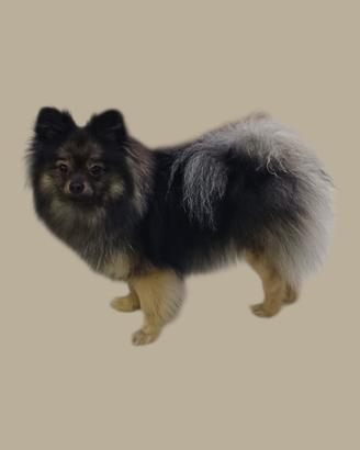 Cani spizz pomeriana