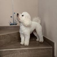 Barboncino nano disponibile per monta