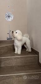 Barboncino nano disponibile per monta