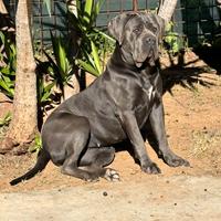 Cuccioli Maschi cane corso