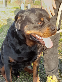 Rottweiler
