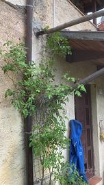 Appartamento, casolare , casa in pietra in collina
