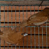 Passeri del Giappone