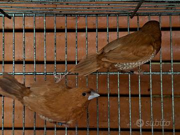 Passeri del Giappone