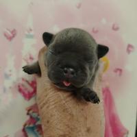 Cuccioli di bulldog francesi blu