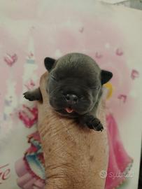 Cuccioli di bulldog francesi blu