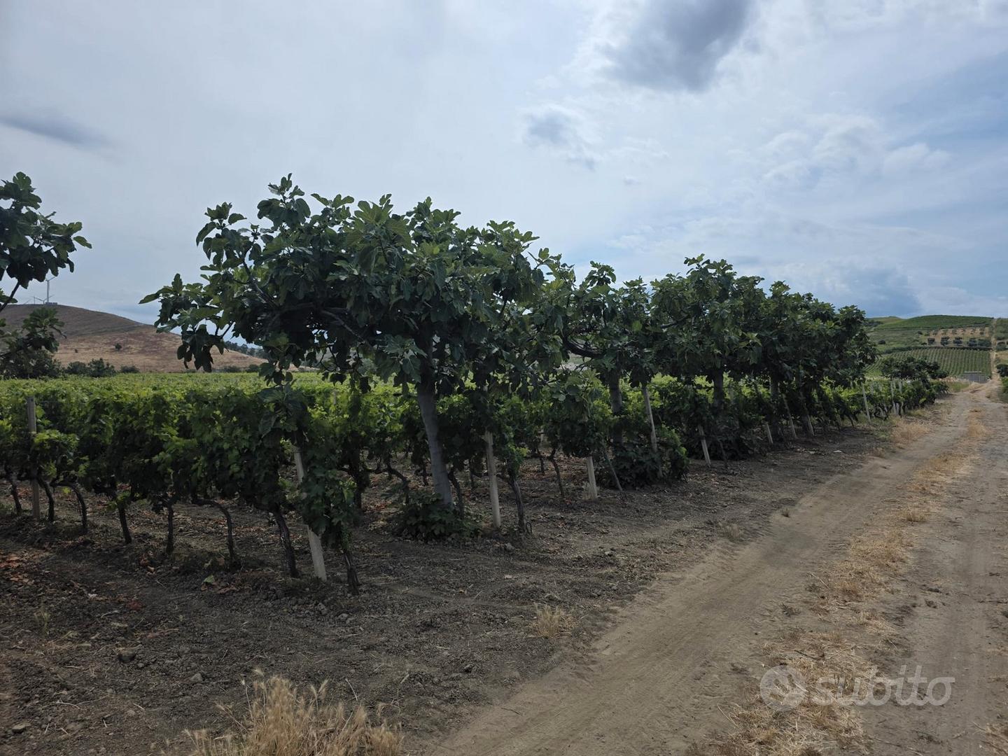 Vendita terreno agricolo - Vista 2