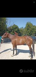 Cavallo PSI e fattrice