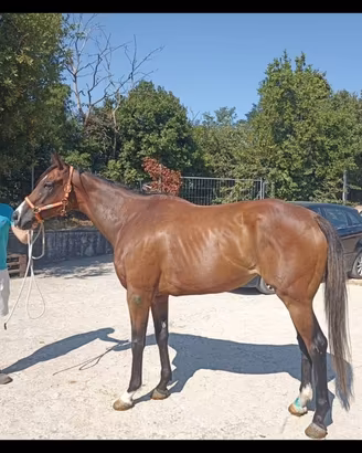 Cavallo PSI e fattrice