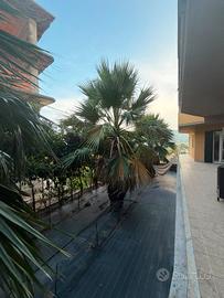 palme