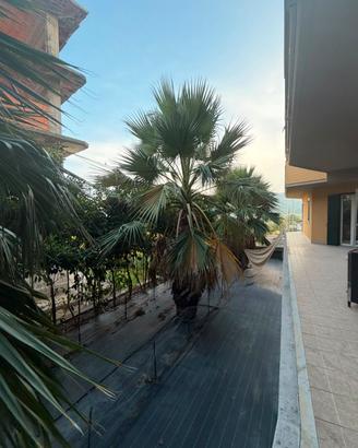 palme