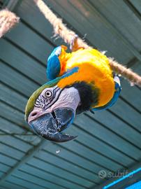 Ara,amazzoni,cenerini,cacatua,ecletti all.a mano